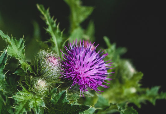 Cardo Mariano Beneficios para la Salud y el Bienestar