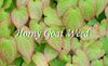 Use of Horny Goat Weed May Offer Viagra Alternative